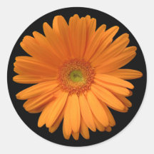 Orange Gerber Daisy Round Sticker