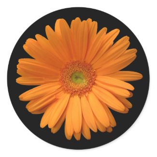 Orange gerber daisy sticker