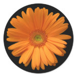 Orange gerber daisy stickers