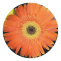 orange gerber daisy sticker by bkang22 orange gerber daisy sticker