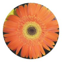 orange gerber daisy sticker by bkang22 orange gerber daisy sticker