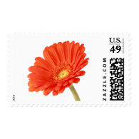 Orange Gerber Daisy Wedding Postage Stamps