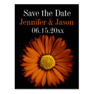 Orange Gerber Daisy Wedding Save the Date Cards Postcard