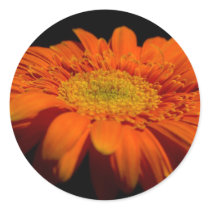 Orange Gerber Stickers