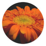 Orange Gerber Stickers