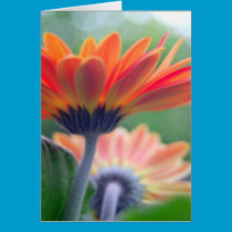 Orange Gerbera Card cards