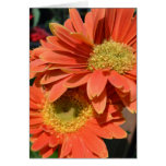 Orange Gerbera Daisies Cards