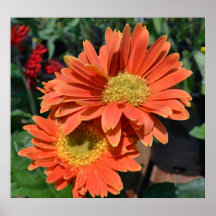 Orange Gerbera Daisies Poster