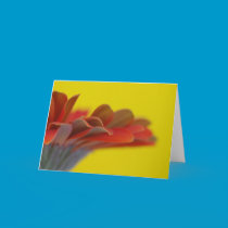 Orange Gerbera Daisy Card cards