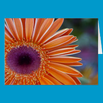 Orange Gerbera Daisy cards