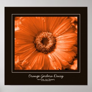 Orange Gerbera Daisy Chocolate Brown Border Poster