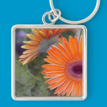 Orange Gerbera Daisy keychains
