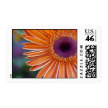 Orange Gerbera Daisy Postage Stamp