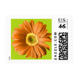 Orange Gerbera Daisy Postage Stamps