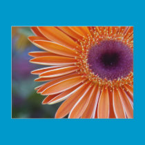 Orange Gerbera Daisy postcards
