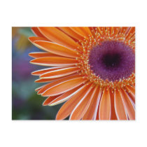 Orange Gerbera Daisy Postcard