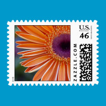 Orange Gerbera Daisy Postcard Stamp stamps