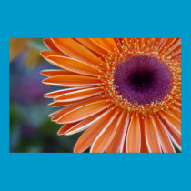Orange Gerbera Daisy Poster posters