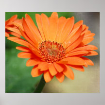 Orange Gerbera Daisy Posters