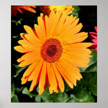 Orange Gerbera Daisy Print