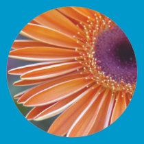 Orange Gerbera Daisy Sticker