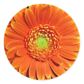 Orange Gerbera Daisy Stickers