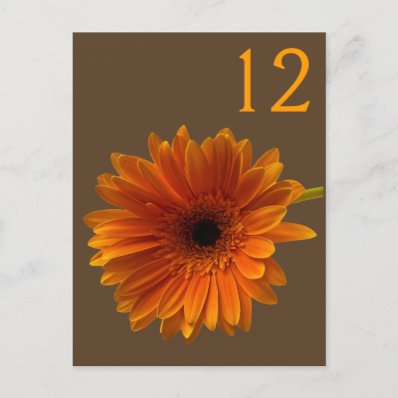 Orange Gerbera Daisy Table Number Card Post Card