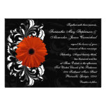 Orange Gerbera Daisy with Black and White Scroll Announcements