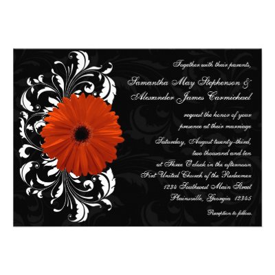 Orange Gerbera Daisy with Black and White Scroll Announcements