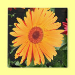 orange gerbera magnet magnets