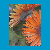 Orange Gerbera Postcard