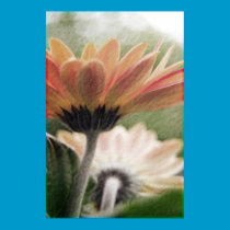 Orange Gerbera - soft lit effect posters