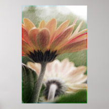 Orange Gerbera - soft lit effect Print