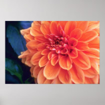 Orange Glorious orange flowers Posters