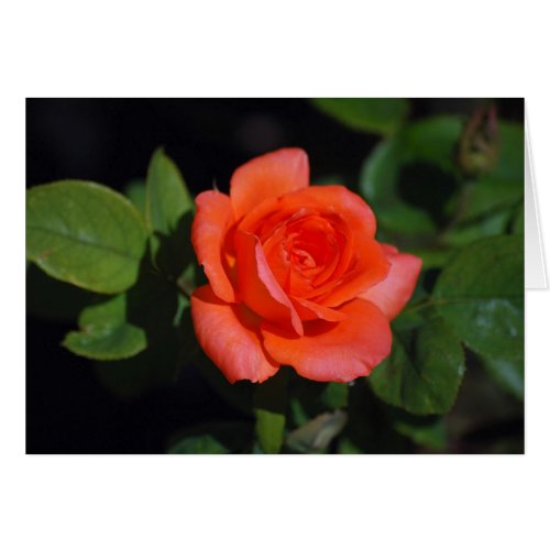 Orange Grandiflora Rose Card card