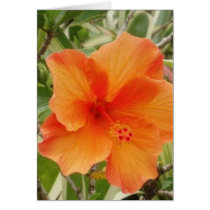 orange hawaii hibiscus plant card