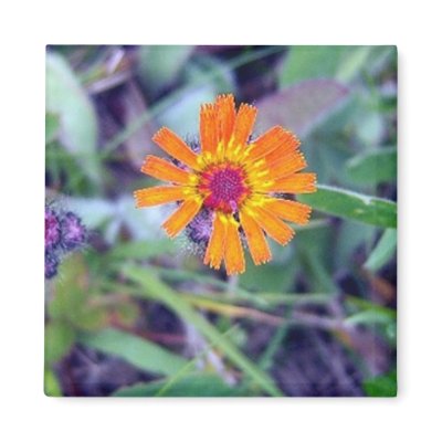 Orange Hawkweed 1 Magnet by CreatureCreations