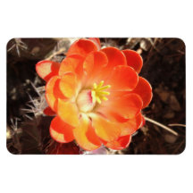 Orange Hedgehog Cactus Flower Flexible Magnets