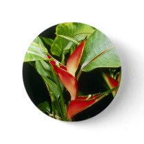 Orange Heliconia Psittacorum flowers Pin
