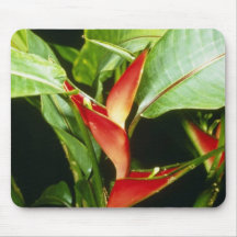Orange Heliconia Psittacorum flowers Mouse Pads