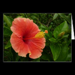 Orange Hibiscus Blank Card