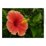 Orange Hibiscus Blank Card