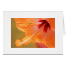 "Orange Hibiscus" cards by Rmarvil "Orange Hibiscus" cards