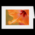 "Orange Hibiscus" cards by Rmarvil "Orange Hibiscus" cards