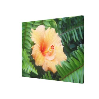Orange Hibiscus Flower Canvas Prints