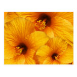 Orange Hibiscus Flower Postcard