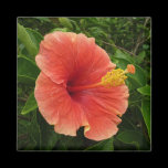 Orange Hibiscus Magnet