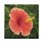 Orange Hibiscus Magnet