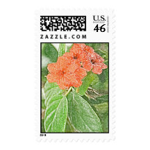 Orange hibiscus postage stamp