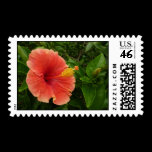Orange Hibiscus Postage Stamps
